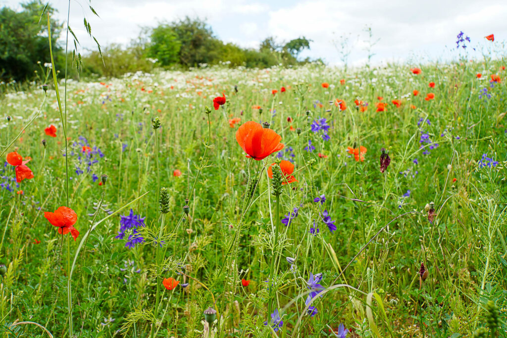 Klatschmohn, fruchtende Sommer-Adonisröschen und Feld-Rittersporn, KN16 Bennungen 4, Sommergerste, 16.6.2025, Foto: Leonie Clauß
