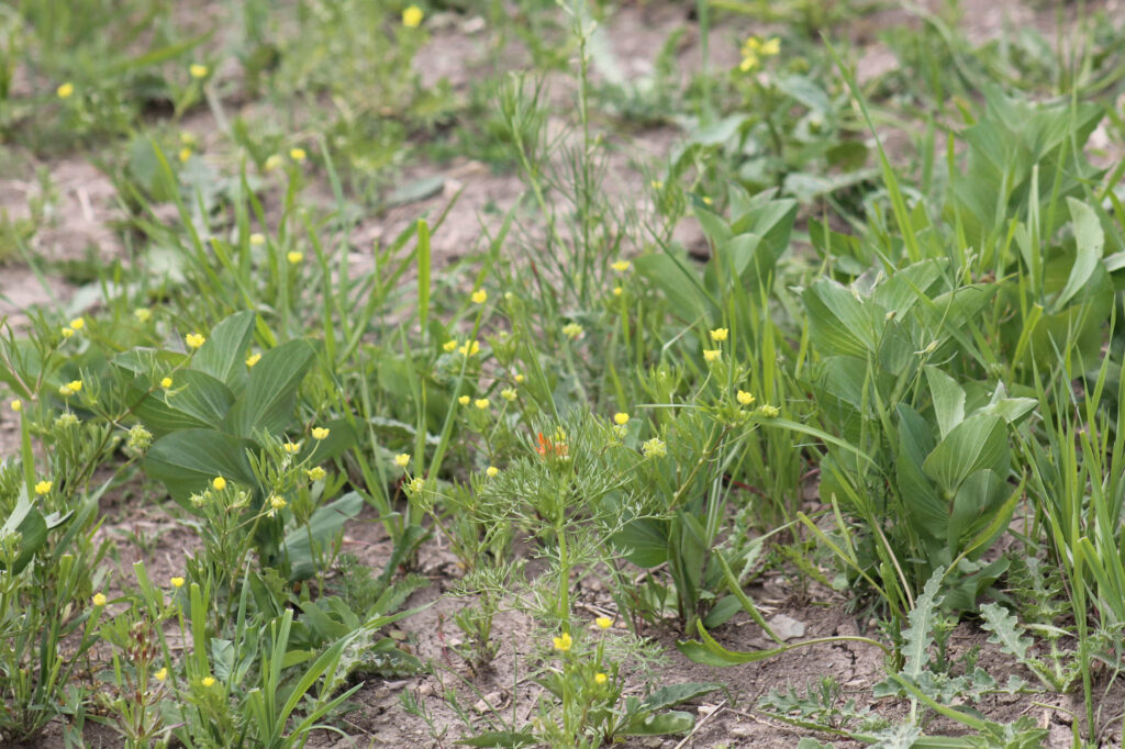 Acker-Hahnenfuß, Rundblättriges Hasenohr und Sommer-Adonisröschen, Schutzacker Karsdorf 15.5.2025, Foto: Leonie Clauss