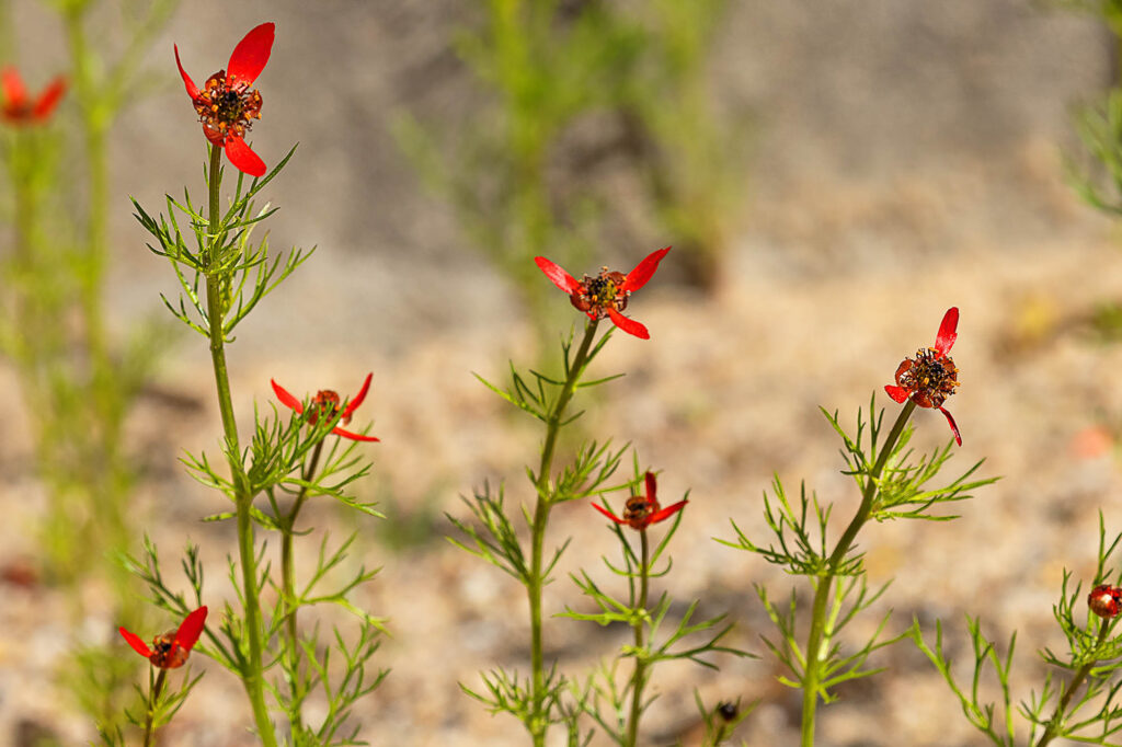 Flammen-Adonisröschen (Adonis flammea) blühend, Botanischer Garten, Foto: Erich Greiner 12.5.2025