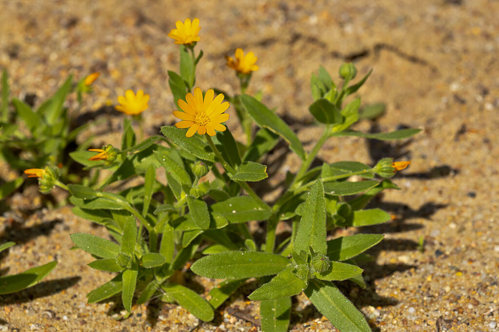 Acker-Ringelblume (Calendula arvensis), Botanischer Garten, Foto: Erich Greiner 12.5.2025