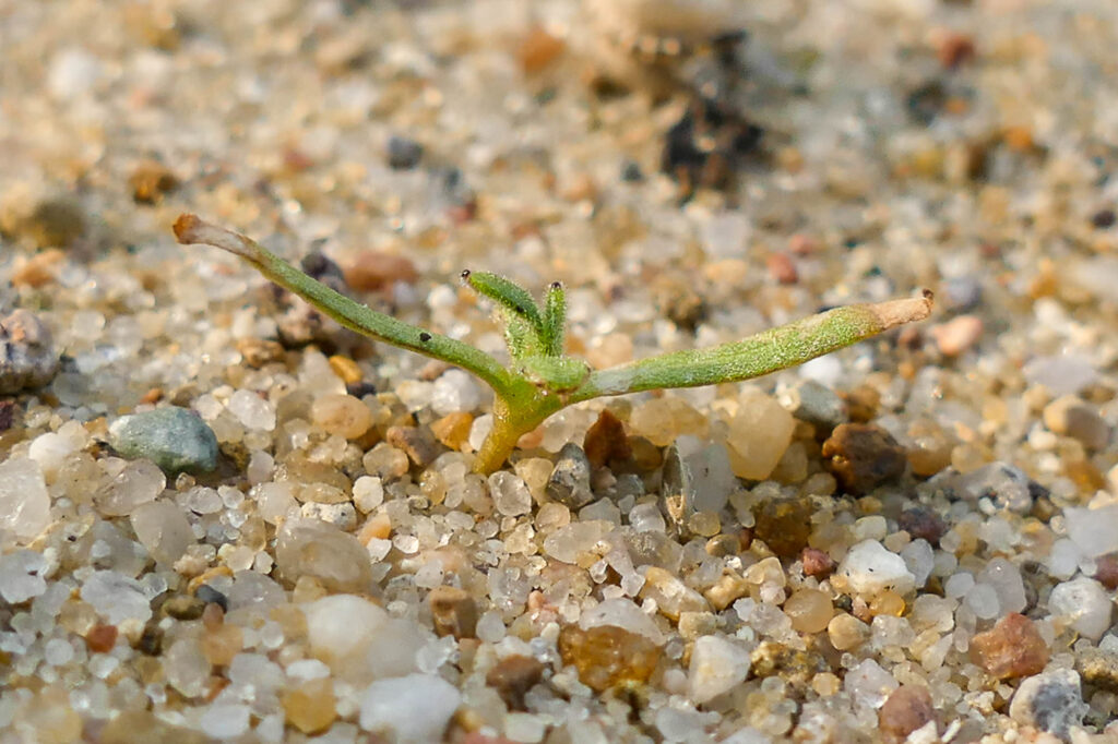 Acker-Ringelblume (Calendula arvensis) Keimling, Botanischer Garten Halle, 12.5.2025, Foto: K. Schneider