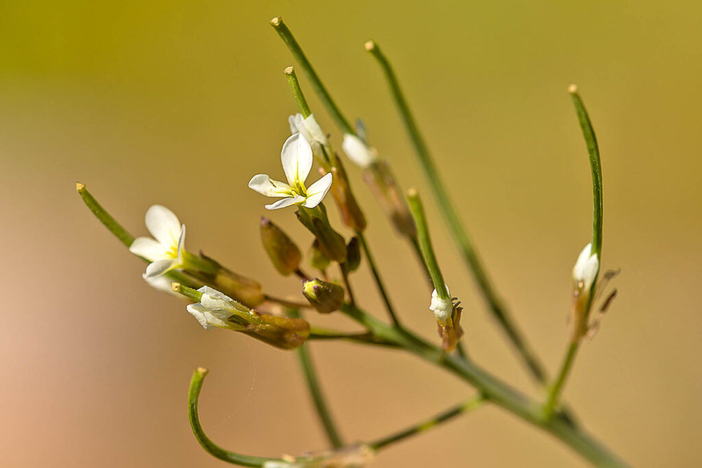 Acker-Kohl (Conringia orientalis), blühend, Bot. Garten, 12.5.2025, Foto: Erich Greiner