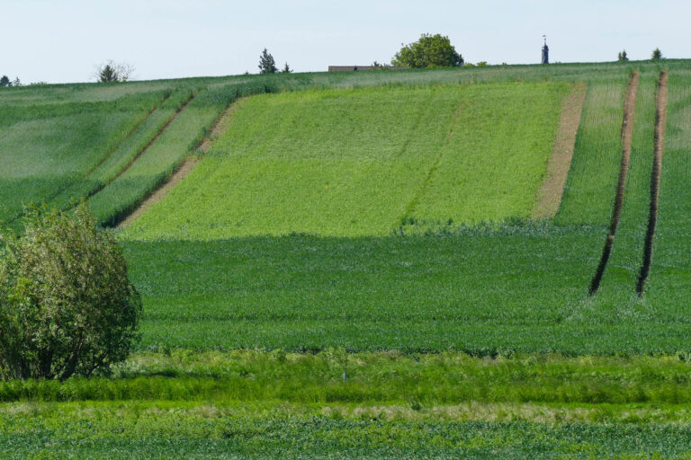 21.5.2025 Erbsenfenster bei Niederndodeleben mit deutlich erkennbaren Fahrspuren außerhalb des Fensters, Foto: K. Schneider