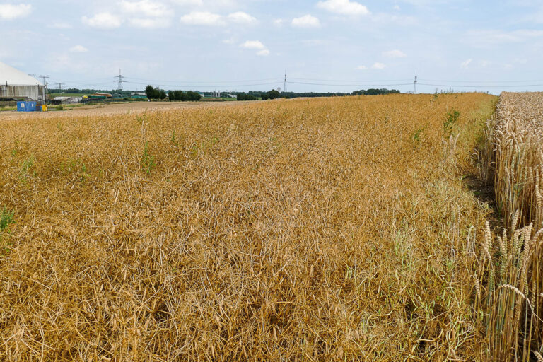 14.7.2025 Erbsenfenster bei Niederndodeleben, Foto:  K. Schneider