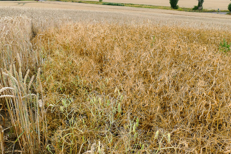 14.7.2025 Erbsenfenster bei Niederndodeleben, Foto:  K. Schneider