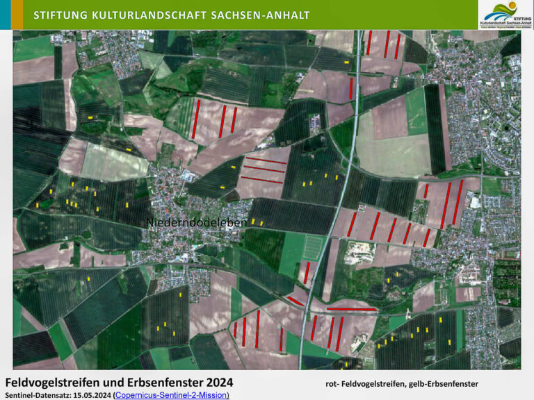 Feldvogelstreifen und Erbsenfenster in Niederndodeleben 2024