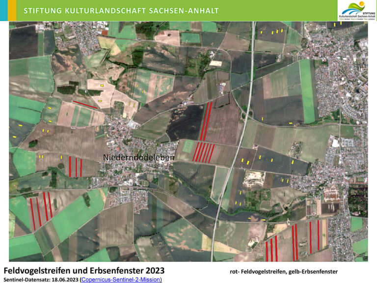 Feldvogelstreifen und Erbsenfenster in Niederndodeleben 2023