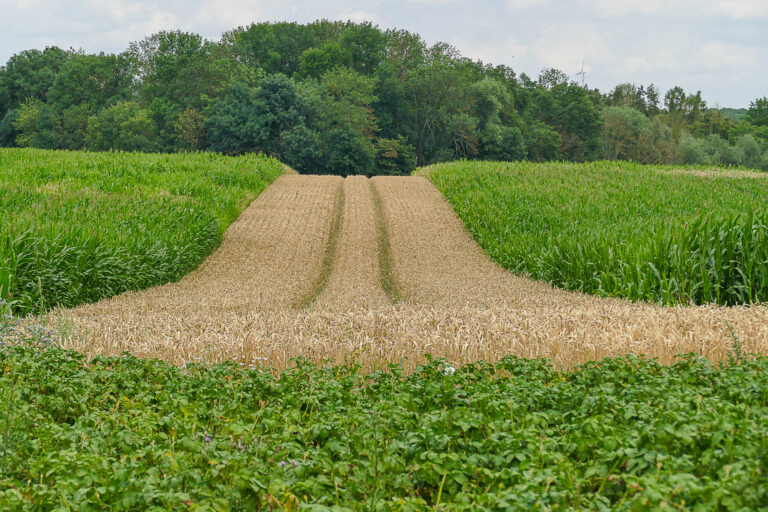 Feldvogelstreifen Hadmersleben, 12m breit, 14.7.2025, Foto: K. Schneider