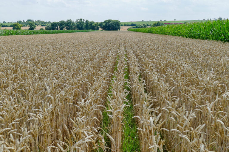 Feldvogelstreifen Niederndodeleben, 36m breit, 14.7.2025, Foto: K. Schneider