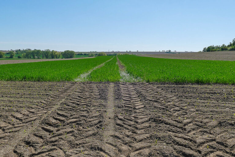 Feldvogelstreifen Niederndodeleben 28.4.2025, Foto: K. Schneider