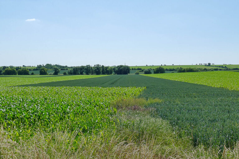 Feldvogelstreifen Niederndodeleben 12.6.2025, Foto: K. Schneider