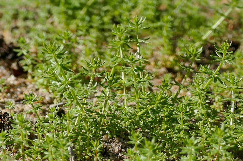 Pariser Labkraut (Galium parisiense), Botanischer Garten Halle, 12.5.2025, Foto: K. Schneider
