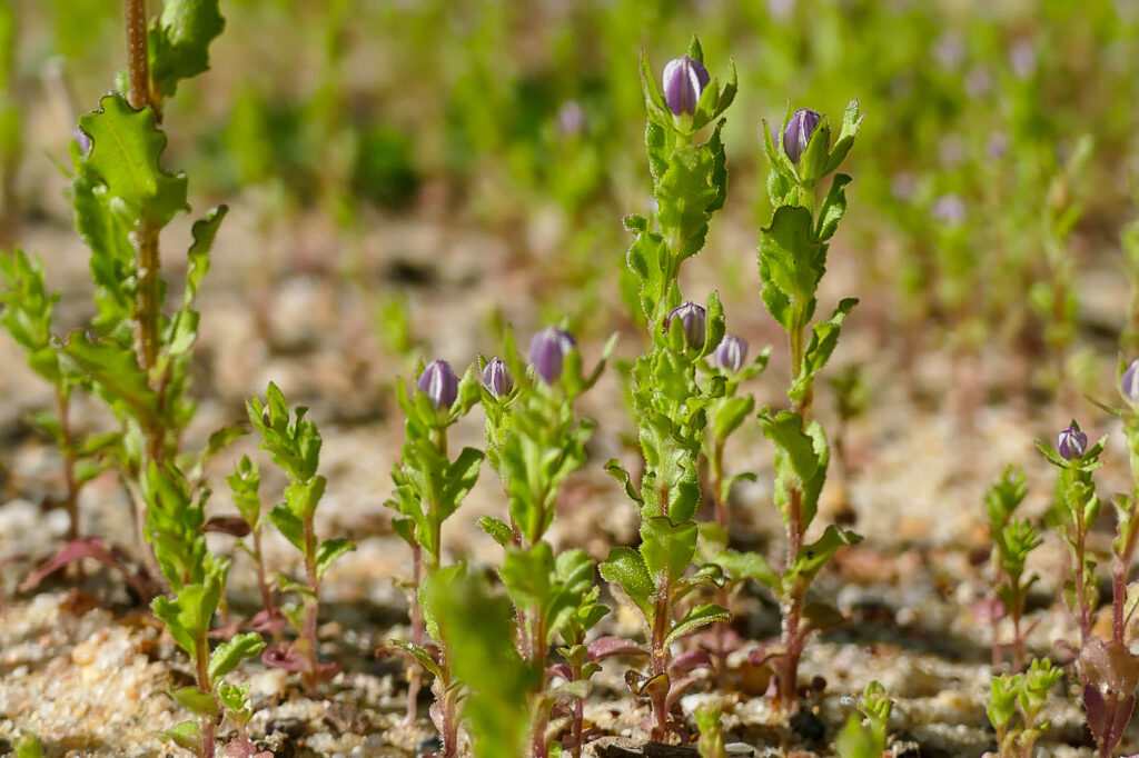 Kleiner Frauenspiegel (Legousia hybrida), Botan. Garten Halle, 12.5.2025, Foto: K. Schneider