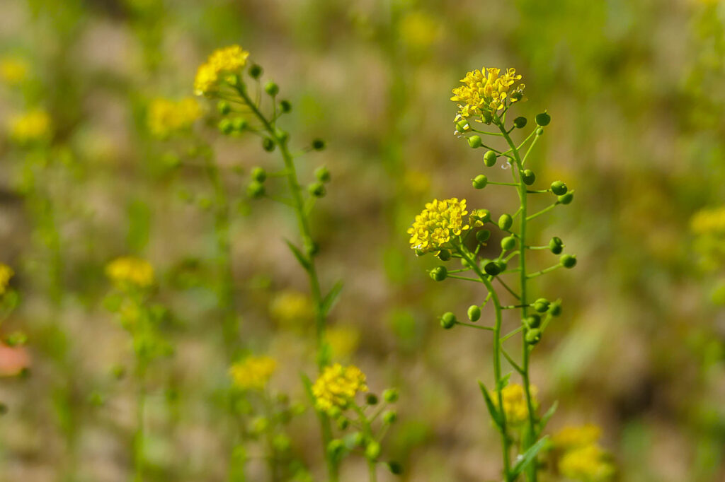 Finkensame (Neslia paniculata), Botanischer Garten Halle, 12.5.2025, Foto: K. Schneider