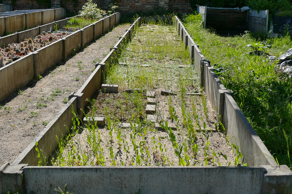 Vermehrungsbeet, Botanischer Garten Halle, 12.5.2025, Foto: K. Schneider