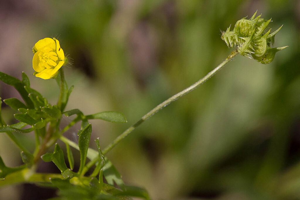 Acker-Hahnenfuß, Ranunculus arvensis, Foto: Erich Greiner