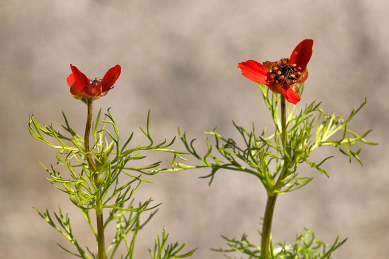 Flammen-Adonisröschen, Adonis flammea, blühend, Bot. Garten, Foto: Erich Greiner 12.5.2025