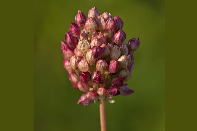 Runder Lauch, Allium rotundum, Blütenstand, Foto: Erich Greiner