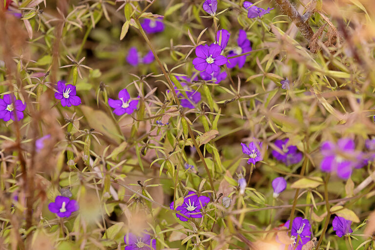 Venus-Frauenspiegel, Legousia speculum-veneris, Foto: Erich Greiner