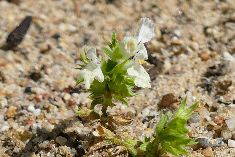 Einjähriger Ziest, Stachys annua, Botanischer Garten 30.7.2025, Foto: K. Schneider
