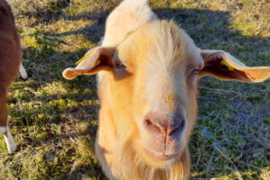 Paulskopfswarte 25.11.2025, Foto:  A. Birger