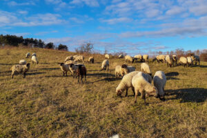 Schafherde auf Paulskopfswarte 25.11.2025, Foto:  A. Birger