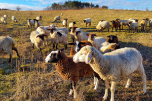 Schafherde auf Paulskopfswarte 25.11.2025, Foto:  A. Birger