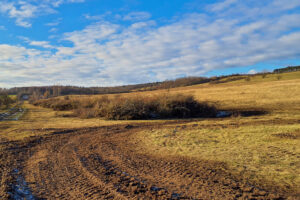 Reste der Entbuschungsmaßnahmen an der Paulskopfswarte 25.11.2025, Foto:  A. Birger