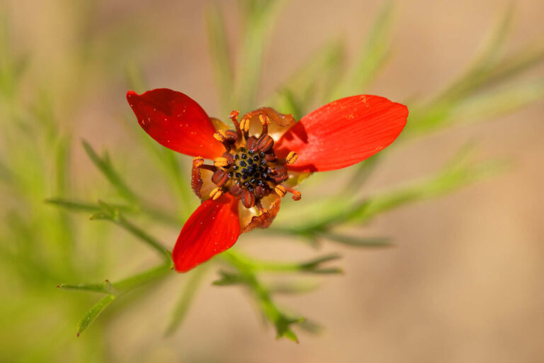 Flammen-Adonisröschen (Adonis flammea)