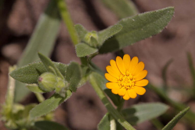 Acker-Ringelblume (Calendula arvensis)