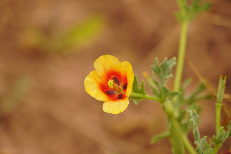 Roter Hornmohn (Glaucium corniculatum)