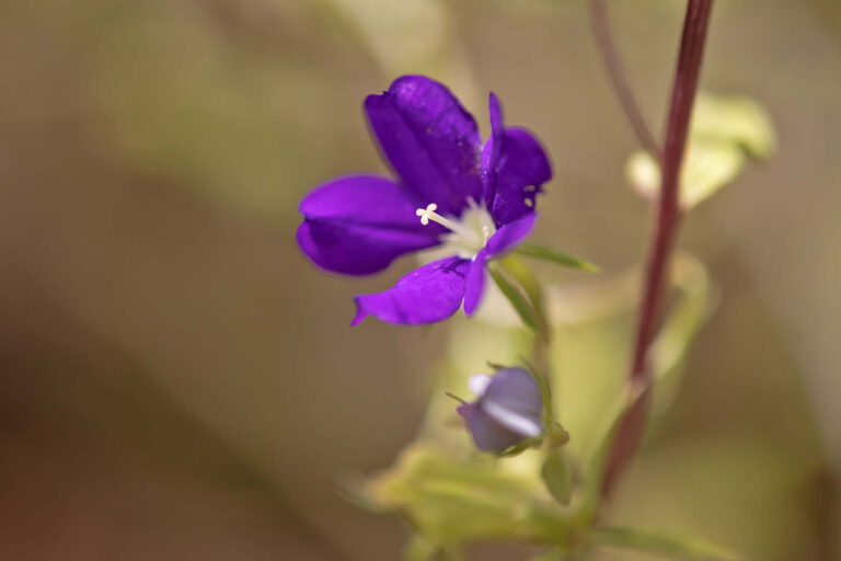 Echter Frauenspiegel (Legousia speculum-veneris)
