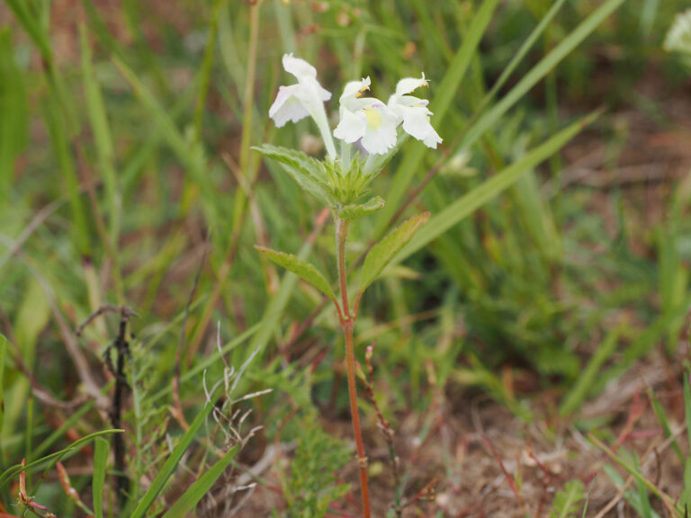 Gelber Hohlzahn (Galeopsis segetum)  - Foto: Erwin Schmidt