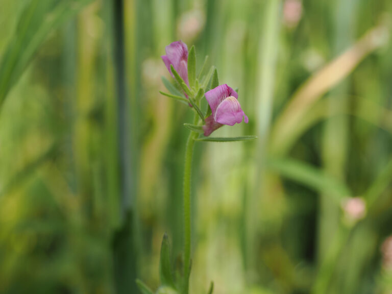 Acker-Löwenmaul (Misopates orontium)  - Foto: Erwin Schmidt