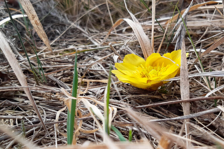 Frühlings-Adonisröschen, Foto: Antje Birger