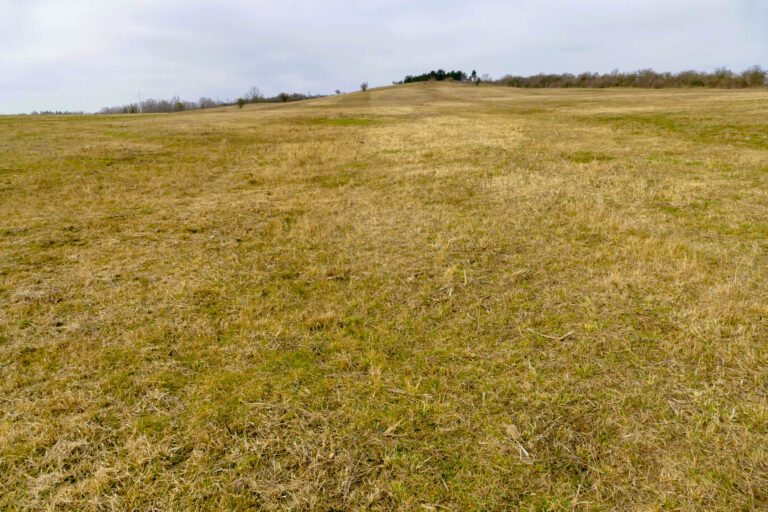 Halbtrockenrasen auf der Paulskopfwarte, Foto: Antje Birger