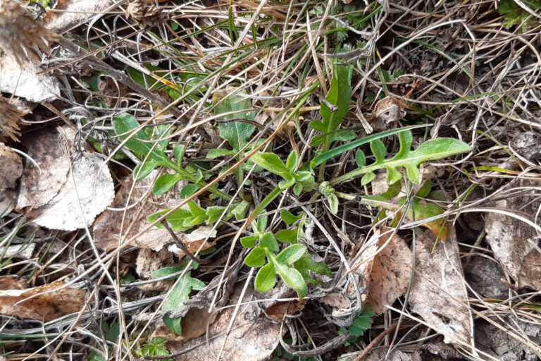 Flockenblume, Foto: Antje Birger