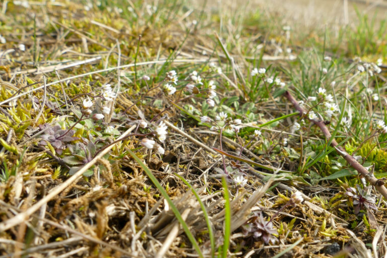 Frühlings-Hungerblümchen, Foto: Antje Birger