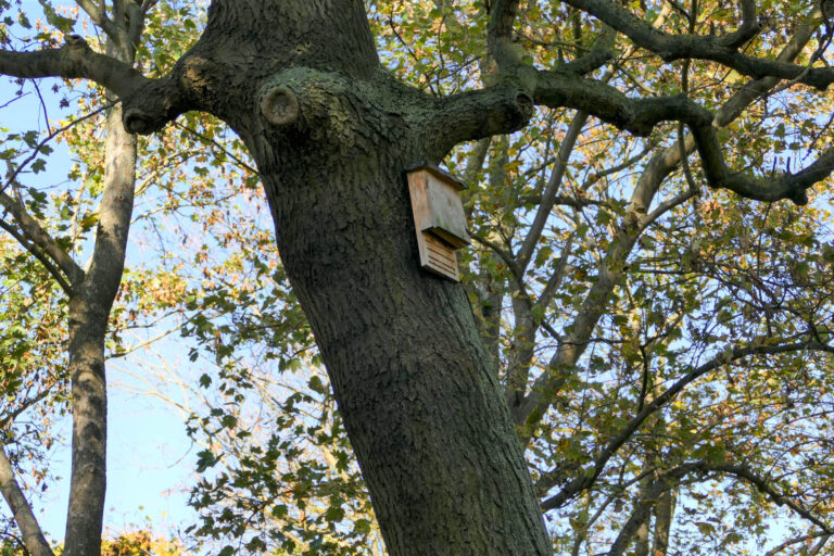 Eine wichtige Säule des Gesamtkonzeptes sind Artenschutzmaßnahmen für verschiedene Artengruppen; so werden unterschiedliche Nistkästen und Fledermausquartiere angebracht.