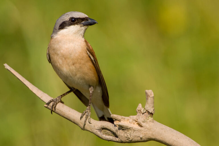 Neuntöter, Foto: Erich Greiner