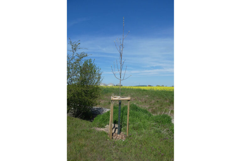 geplante Neupflanzung heimischer Gehölze