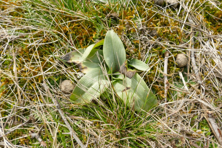 Ragwurz-Rosette, Foto: Antje Birger