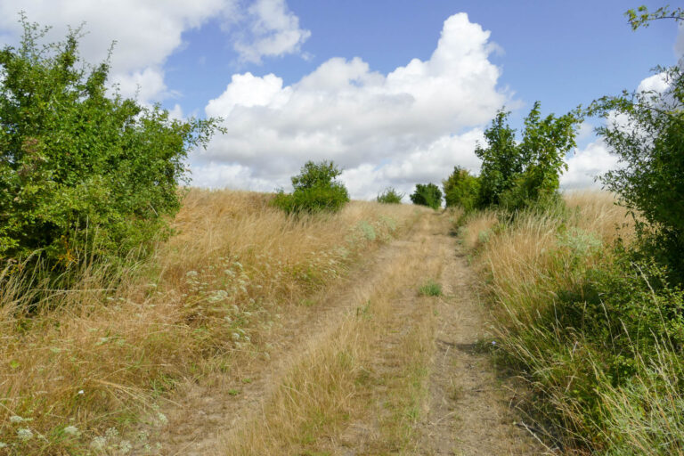 Der Wanderweg soll durch Neupflanzungen standortangepasster, klimaresilienter Gehölze ergänzt und aufgewertet werden.