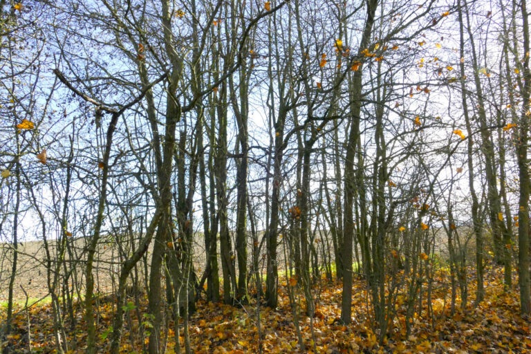 Pflanzungen_Klimaweg