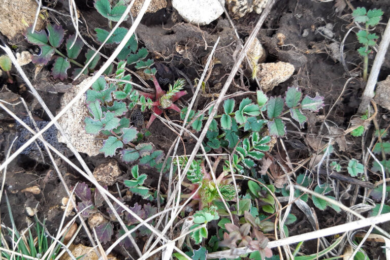 Kleiner Wiesenknopf, Foto: Antje Birger