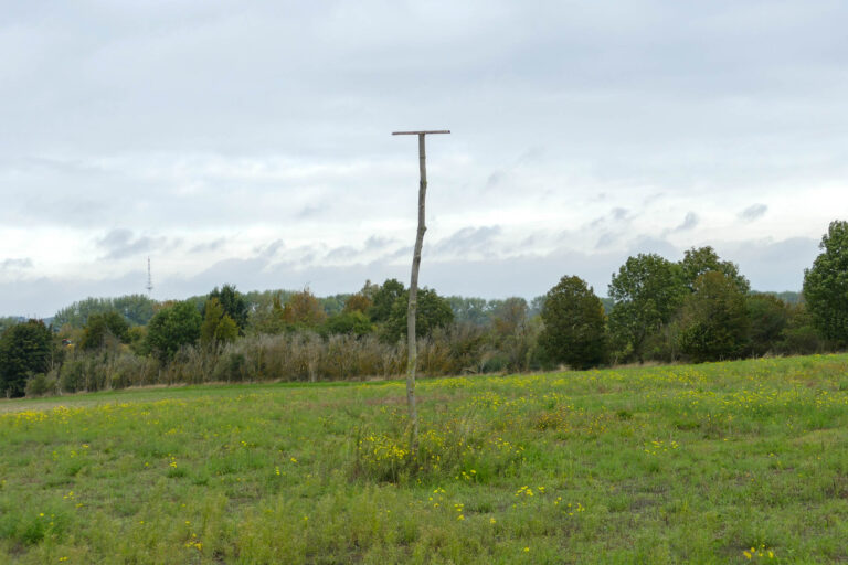 Am Weg sollen neue Ansitzwarten Greifvögeln gute Beobachtungsposten schaffen, gleichzeitig werden die Neupflanzungen vor Beschädigung geschützt.
