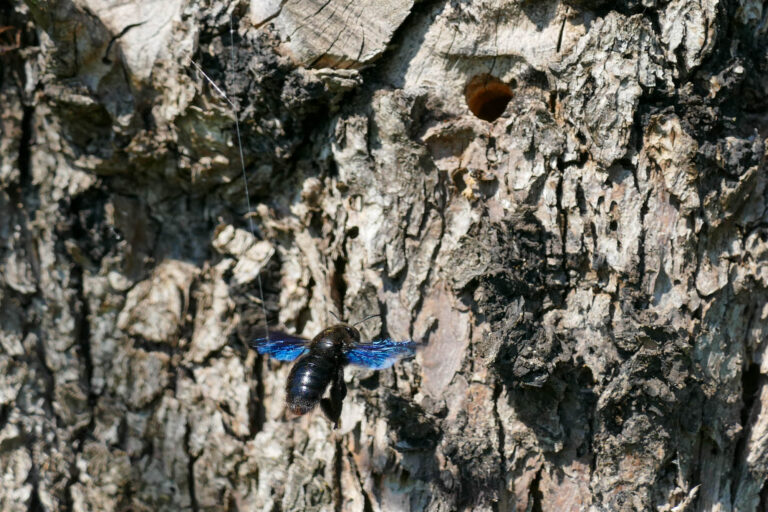 Violette Holzbiene an Brutröhre in altem Apfelbaum