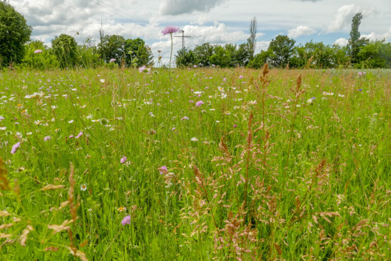 F.R.A.N.Z. Blühstreifen Groß Germersleben 10.6.2026