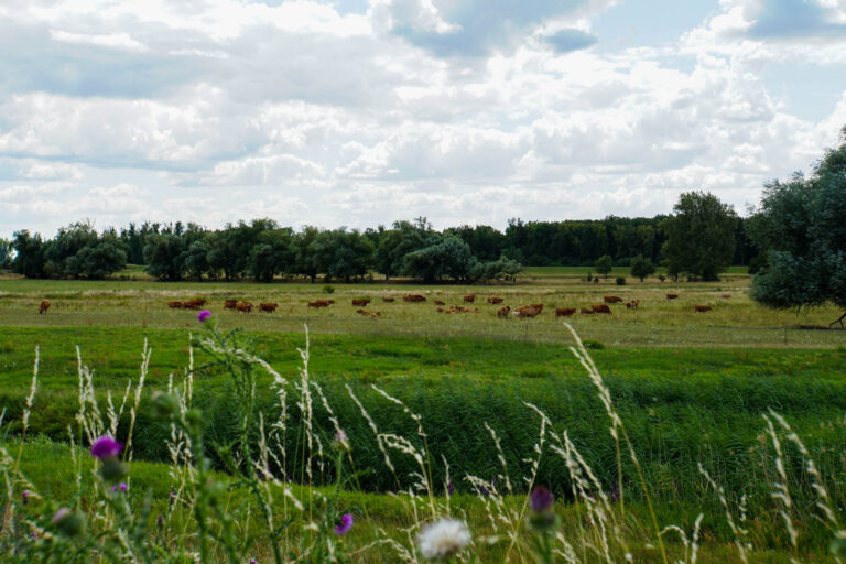 Limousin-Rinder in der Ehleaue. Foto: Tim Behrens