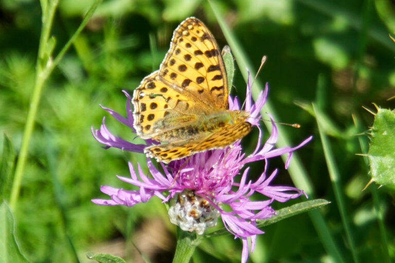 Kleiner Perlmuttfalter auf einer Blüte einer Wiesen-Flockenblume auf einen Etablierungsfenster. Foto: Tim Behrens